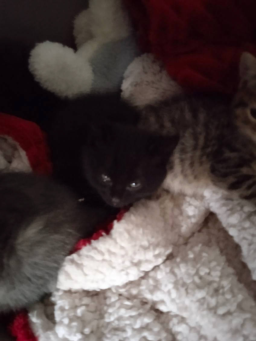 Berlioz Et Dana participe au concours pour gagner de l'argent avec cette photo : black_cat, bombay, carnivore, cat, claw, comfort, domestic_short_haired_cat, eye, felidae, fur, grey, mammal, nap, paw, small_to_medium_sized_cats, snout, tail, terrestrial_animal, vertebrate, whiskers