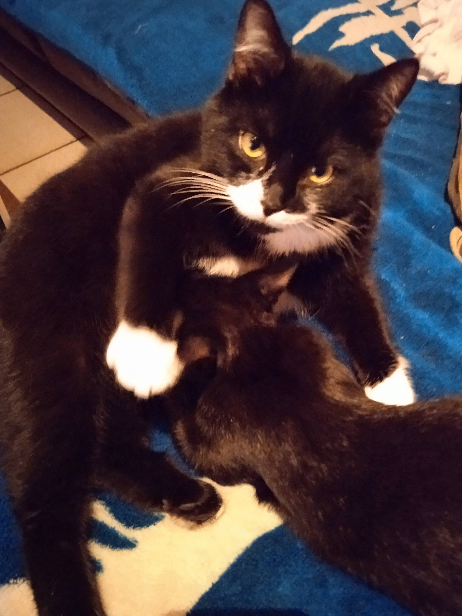 Falco a rejoint le concours — aidez-le/la à gagner de superbes lots ! black_cat, carnivore, cat, claw, cloud, comfort, domestic_short_haired_cat, electric_blue, felidae, foot, fur, human_leg, lap, paw, plant, sky, small_to_medium_sized_cats, snout, tail, whiskers