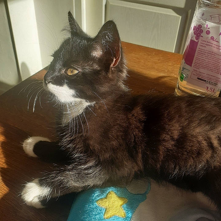 Falco a rejoint le concours — aidez-le/la à gagner de superbes lots ! black_cat, carnivore, cat, claw, comfort, domestic_short_haired_cat, electric_blue, felidae, flooring, foot, fur, grey, lap, paw, sitting, small_to_medium_sized_cats, snout, tail, terrestrial_animal, whiskers