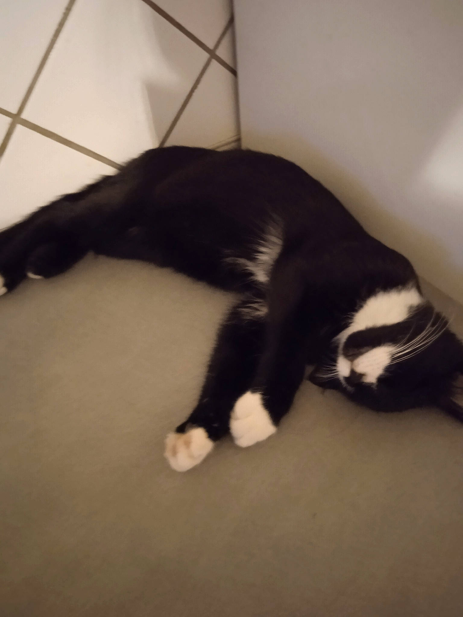 Falco participe au concours pour gagner de l'argent avec cette photo : canidae, carnivore, cat, comfort, dog_breed, domestic_short_haired_cat, felidae, floor, flooring, fur, hardwood, human_leg, paw, small_to_medium_sized_cats, snout, sporting_group, tail, terrestrial_animal, whiskers, wood