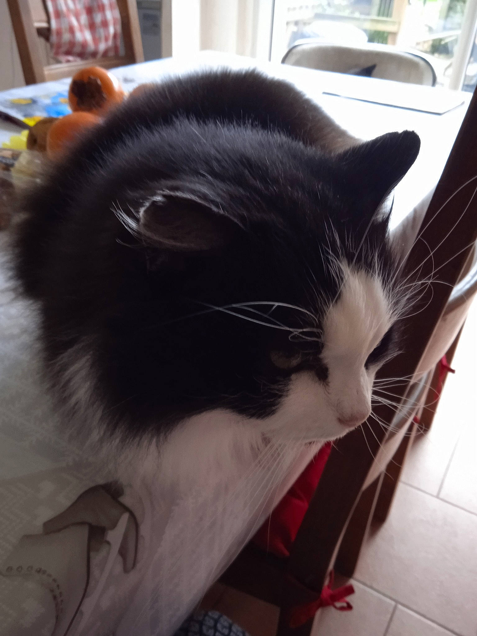 Féline participe au concours pour gagner de l'argent avec cette photo : carnivore, cat, claw, comfort, domestic_short_haired_cat, felidae, flooring, fur, love, monochrome_photography, nap, pet_supply, plant, small_to_medium_sized_cats, snout, square, tail, whiskers, window