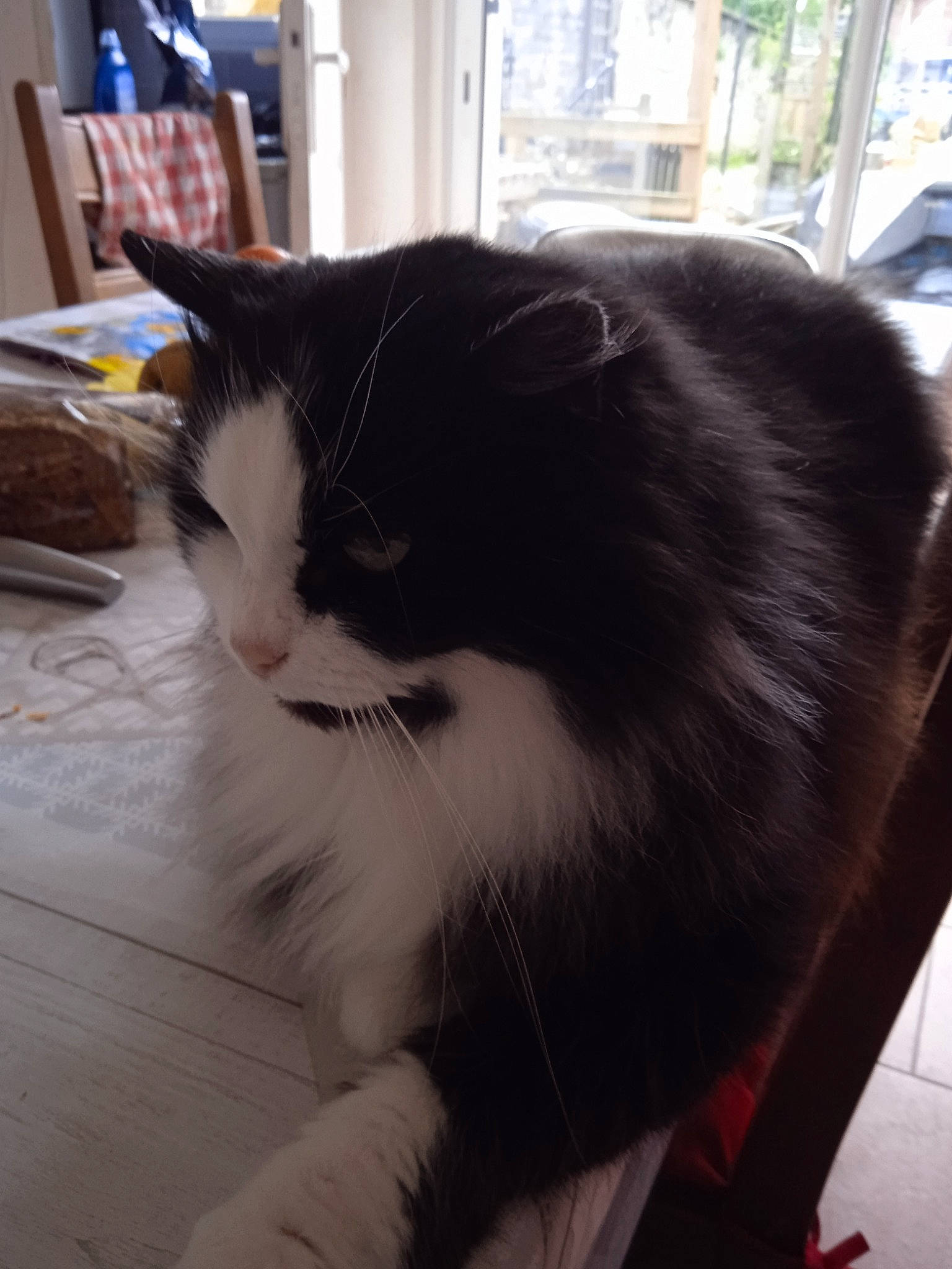 Féline participe au concours pour gagner de l'argent avec cette photo : cardboard, carnivore, cat, comfort, domestic_short_haired_cat, felidae, floor, flooring, fur, hardwood, mammal, sitting, small_to_medium_sized_cats, tail, whiskers, window, wood