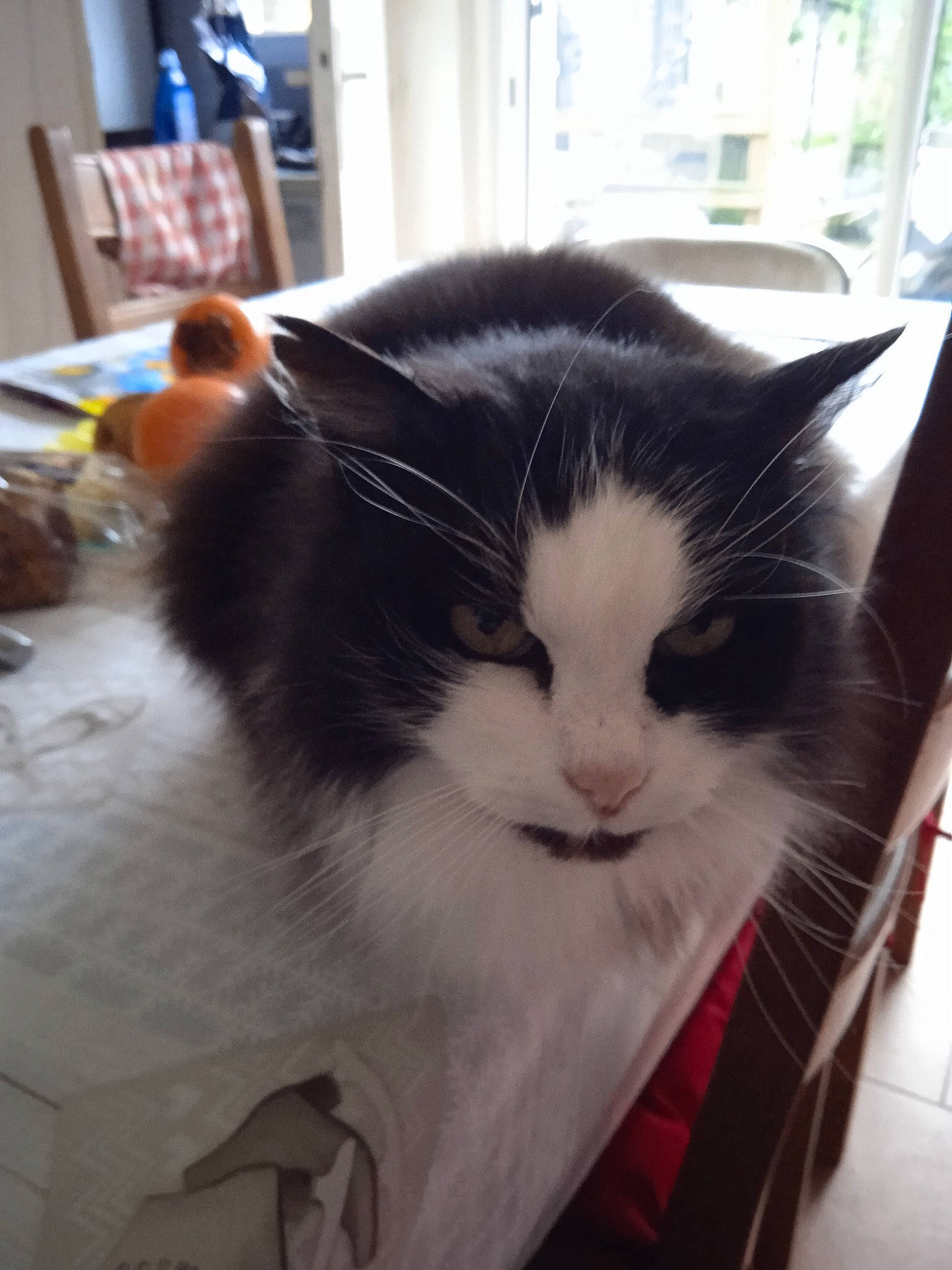 Féline a rejoint le concours — aidez-le/la à gagner de superbes lots ! box, carnivore, cat, comfort, domestic_short_haired_cat, felidae, fur, lap, metal, plant, sitting, small_to_medium_sized_cats, snout, square, tail, whiskers, window