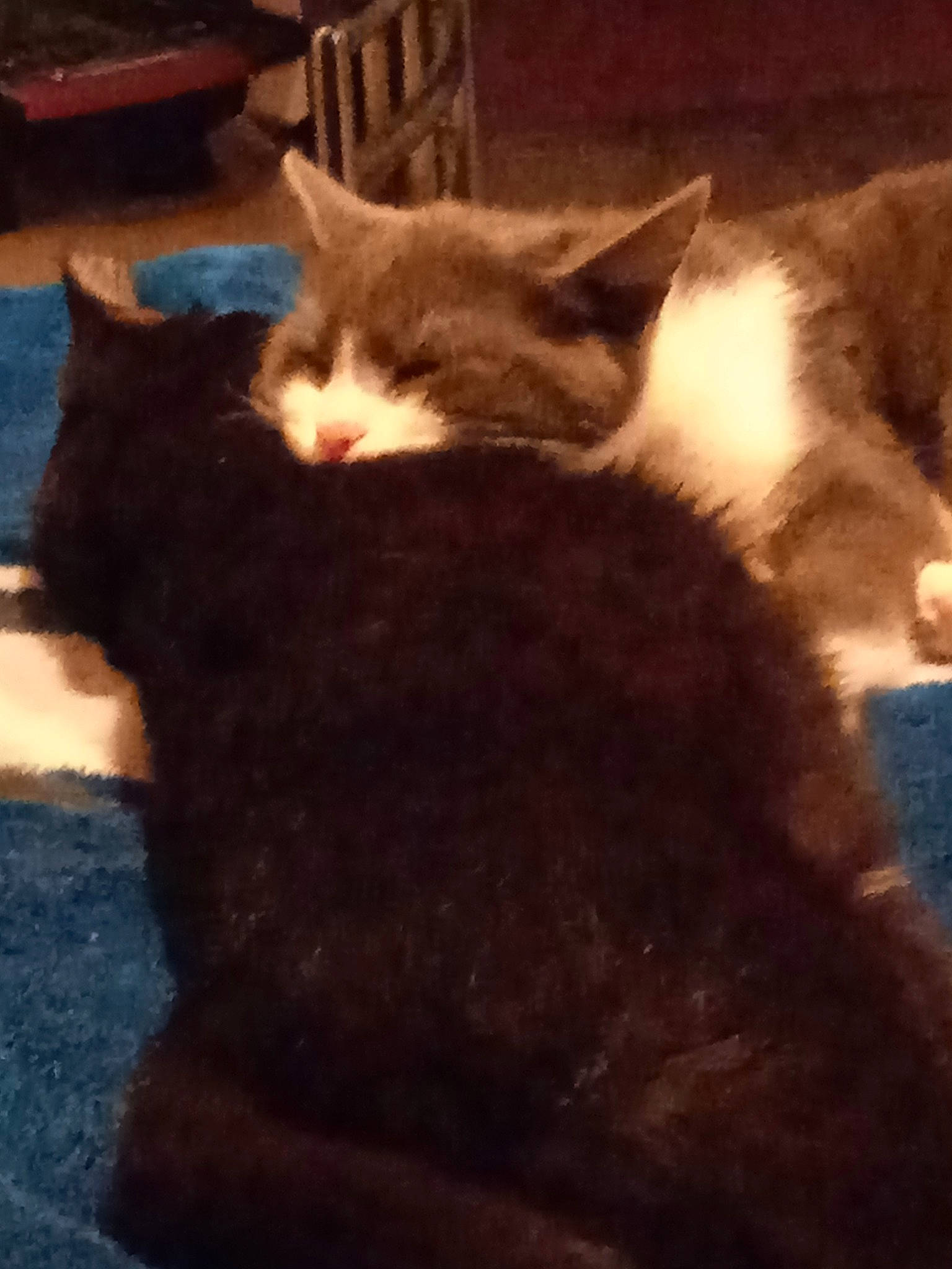 Gribouille participe au concours pour gagner de l'argent avec cette photo : brown, carnivore, cat, cloud, comfort, domestic_short_haired_cat, felidae, flooring, fur, hardwood, paw, shadow, sky, small_to_medium_sized_cats, snout, tail, terrestrial_animal, tints_and_shades, whiskers, wood