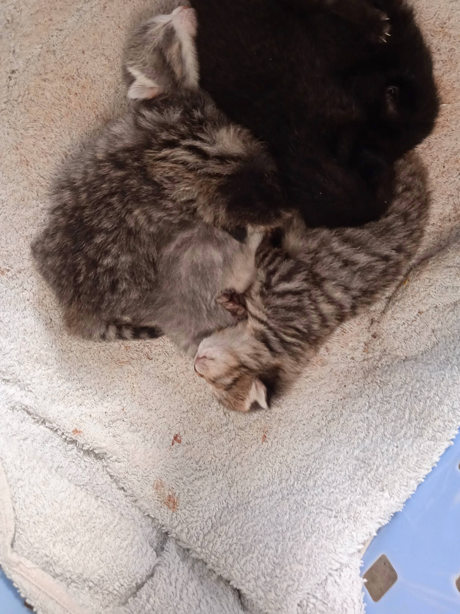 Gribouille participe au concours pour gagner de l'argent avec cette photo : carnivore, cat, claw, comfort, domestic_short_haired_cat, felidae, fur, grey, linens, monochrome, monochrome_photography, nap, paw, sitting, small_to_medium_sized_cats, snout, tail, textile, whiskers, wood