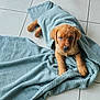puppy, dog, towel, floor, tile, cute, pet, animal, brown, snug, wrapped, cozy, looking_up, indoor, young_dog, fur, small, adorable, laying, domestic_animal