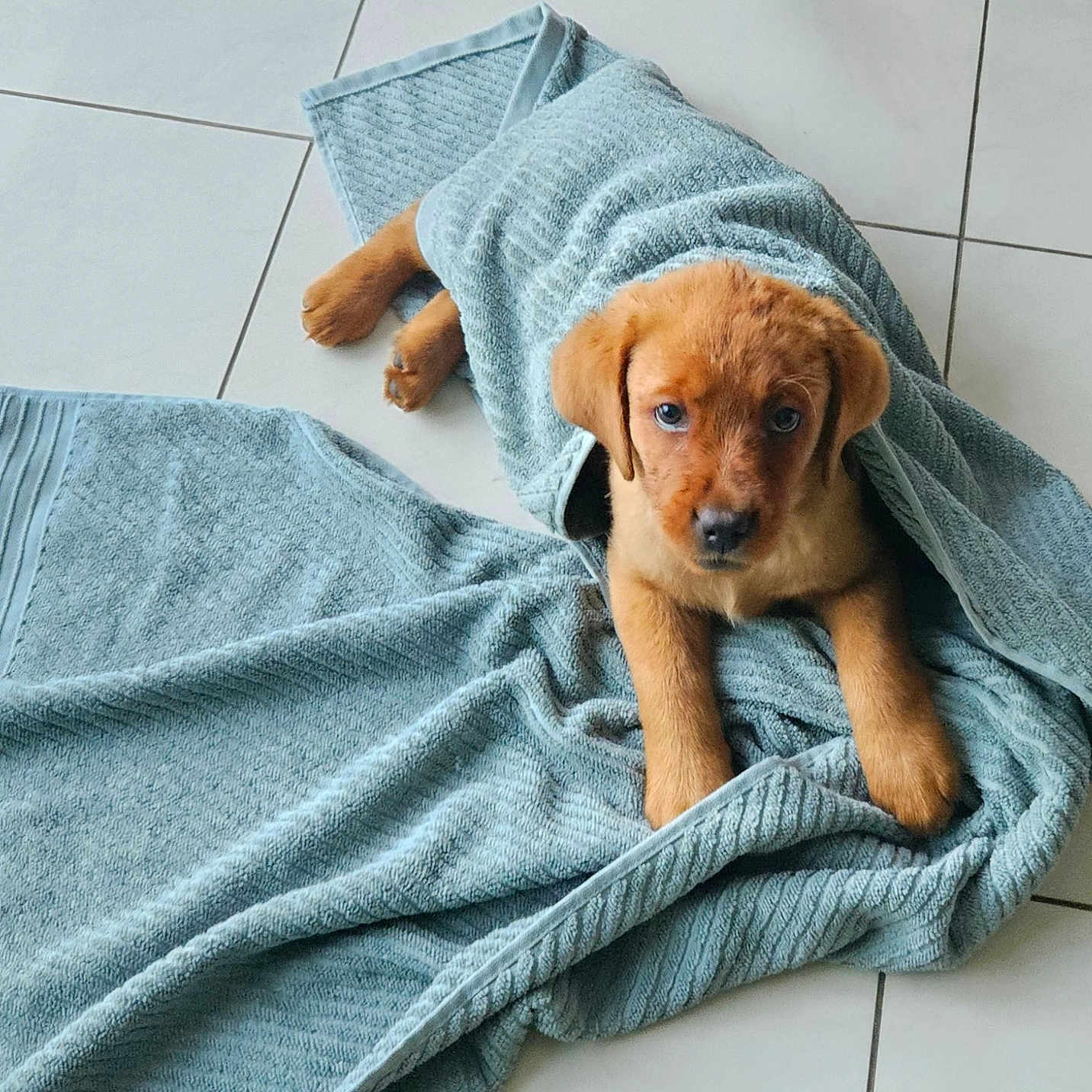 Aïko participe au concours pour gagner de l'argent avec cette photo : adorable, animal, brown, cozy, cute, dog, domestic_animal, floor, fur, indoor, laying, looking_up, pet, puppy, small, snug, tile, towel, wrapped, young_dog