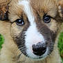 puppy, dog, close_up, face, nose, whiskers, fur, eyes, outdoor, grass, cute, animal, pet, mammal, young, adorable, portrait, nature, fluffy, canine