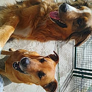 Russel a rejoint le concours — aidez-le/la à gagner de superbes lots ! dog, outdoor, sunlight, fence, happy, canine, pet, smiling, fur, two_dogs, tongue_out, ear, concrete, shadow, closeup, face, playful, leisure, animal, domestic