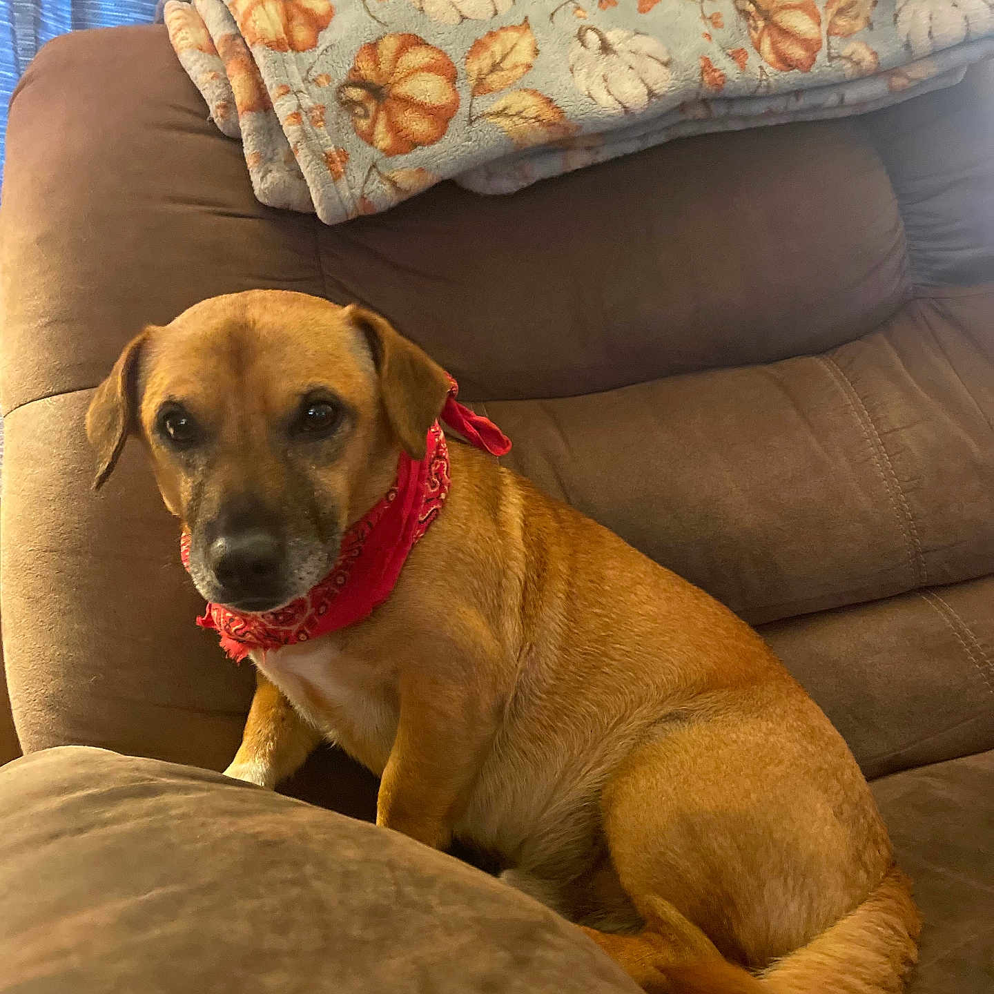 Tannie joined the competition — help win amazing prizes! animal, bandana, blanket, brown_dog, canine, comfortable, couch, cozy, curious, dog, domestic_pet, fall_theme, fur, home, indoor, living_room, looking_at_camera, pet, red_bandana, seated