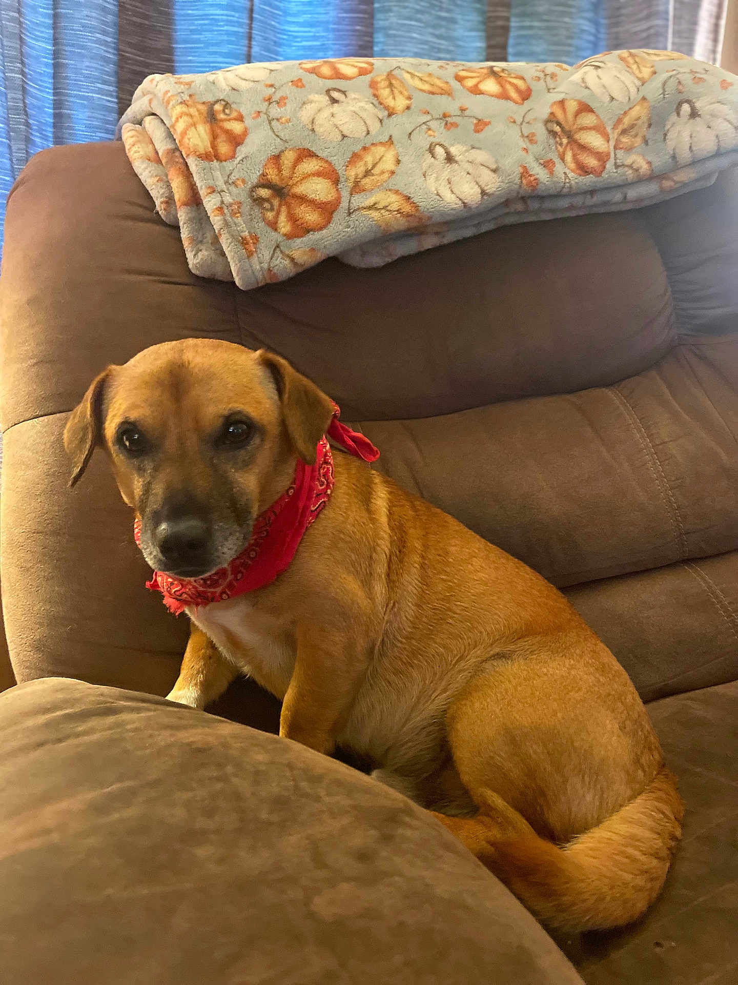 Tannie joined the competition — help win amazing prizes! dog, brown_dog, bandana, red_bandana, couch, blanket, fall_theme, indoor, pet, canine, fur, seated, looking_at_camera, cozy, comfortable, home, living_room, curious, animal, domestic_pet