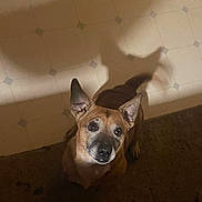 Runt is registered to the contest to win money with this photo: animal, brown, carpet, companion, curious, cute, dog, domestic, ears, expression, floor, home, indoor, light, looking_up, pet, shadow, shadow_play, small_dog, tile_floor