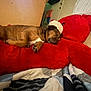 bedroom, blanket, brown_dog, casual, comfort, cozy, dog, floor, furniture, indoor, lying_down, paper, paw, plush, red, relaxation, resting, sleeping, stuffed_toy, toy
