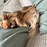 blanket, closeup, comfort, couch, cozy, dog, ears, fluffy, fur, furniture, home, indoor, pet, pillow, relaxation, resting, sleeping, soft, tail, tan