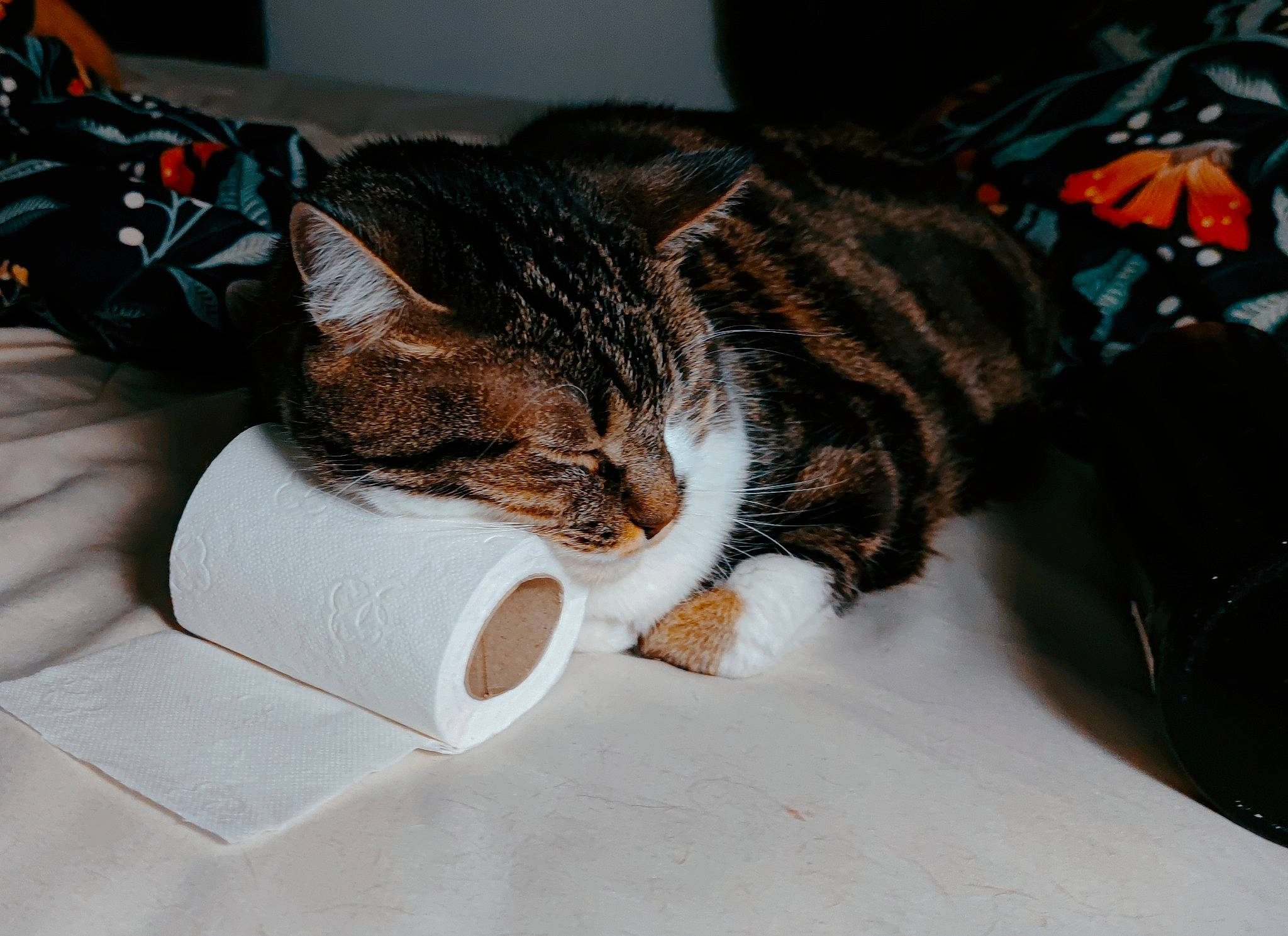 Luiggi participe au concours pour gagner de l'argent avec cette photo : bag, carnivore, cat, comfort, domestic_short_haired_cat, felidae, fur, linens, luggage_and_bags, nap, paw, small_to_medium_sized_cats, snout, tail, whiskers