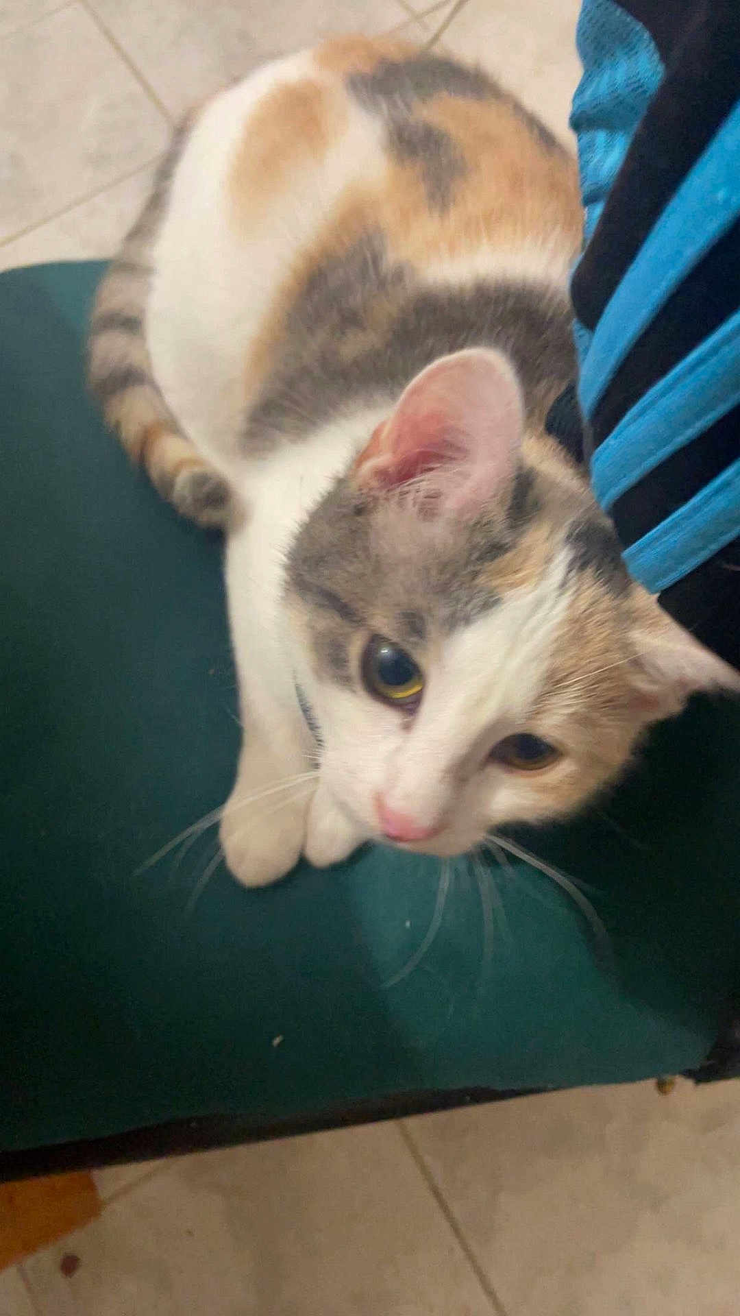 Diana a rejoint le concours — aidez-le/la à gagner de superbes lots ! cat, calico, pet, indoor, chair, green_chair, floor, tile_floor, whiskers, ears, fur, animal, curious, looking, domestic_cat, close_up, sitting, soft_light, feline, cute