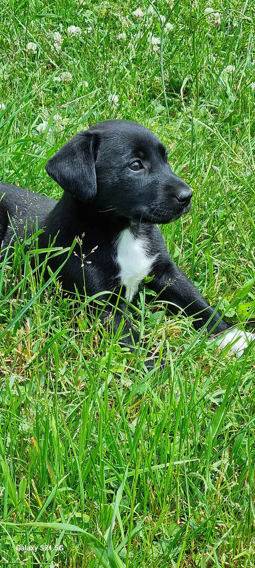 Aya participe au concours pour gagner de l'argent avec cette photo : puppy, dog, black_dog, grass, meadow, outdoor, nature, young_animal, animal, white_patch, greenery, flora, sunlight, cute, pet, canine, relaxing, summer, field, closeup