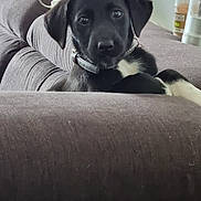 Aya participe au concours pour gagner de l'argent avec cette photo : puppy, dog, black_dog, white_paws, collar, couch, furniture, indoor, pet, animal, cute, young_dog, relaxed, looking_at_camera, home, domestic, canine, living_room, soft_furniture, curious