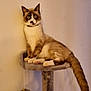 abyssinian, animal, barstool, canine, cat, closet, corner, cupboard, dog, furniture, husky, indoors, kitten, manx, pet, plywood, siamese, wood