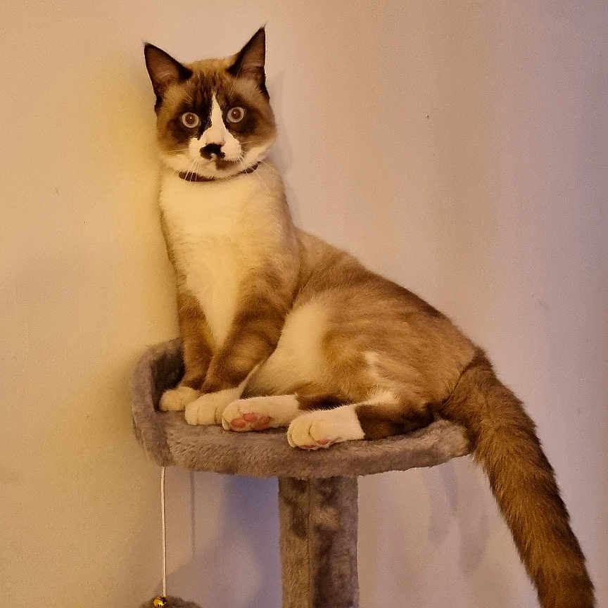 Caramel