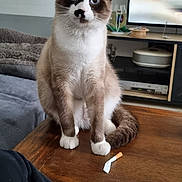 Caramel a rejoint le concours — aidez-le/la à gagner de superbes lots ! animal, architecture, building, cat, computerhardware, desk, electronics, furniture, hardware, hardwood, indoors, interiordesign, livingroom, monitor, person, pet, screen, table, tv, wood