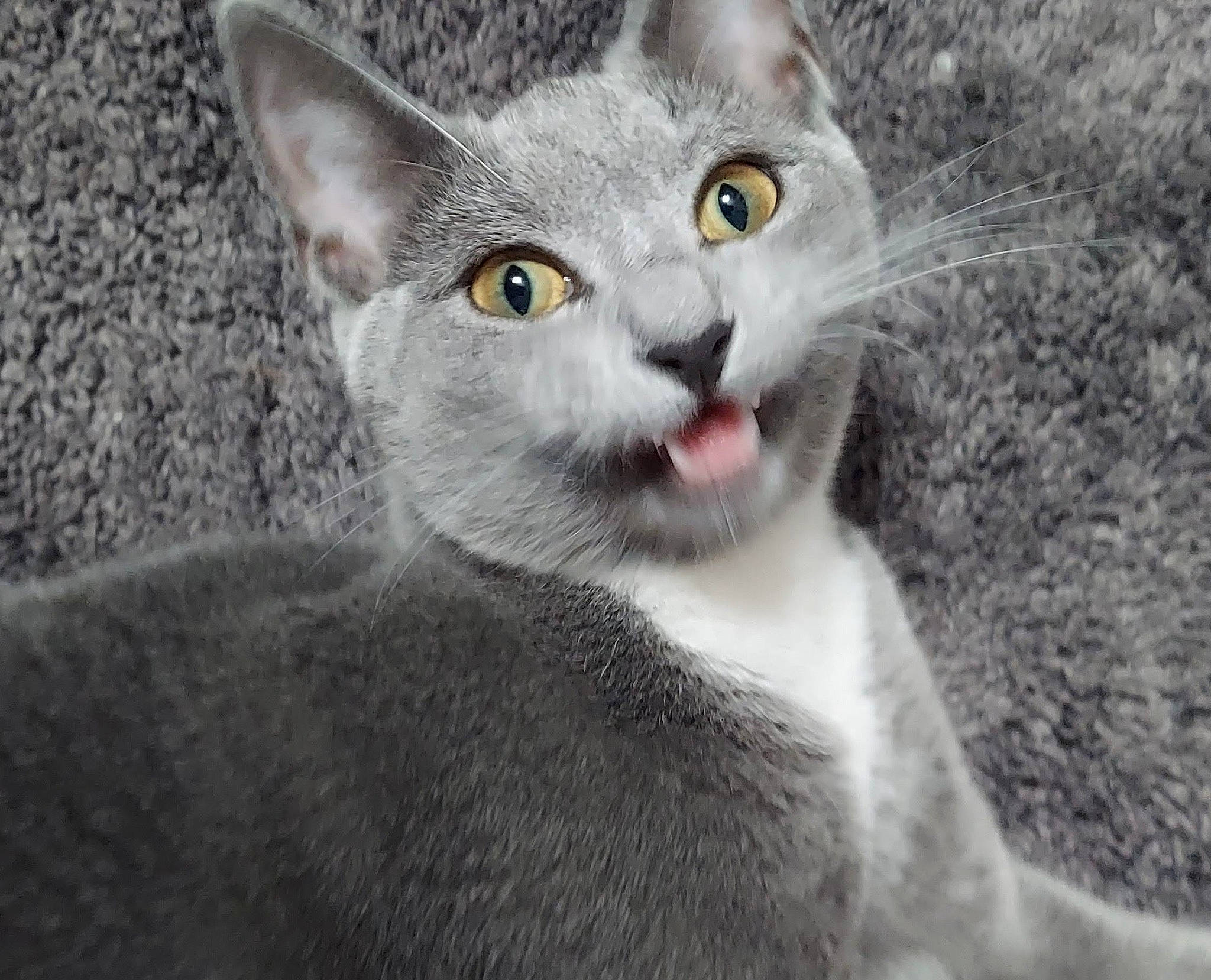 Winter joined the competition — help win amazing prizes! carnivore, cat, close_up, curious, domestic_short_haired_cat, ear, eye, felidae, fur, grey, head, jaw, photo_caption, russian_blue, small_to_medium_sized_cats, snout, terrestrial_animal, whiskers, wildlife, window