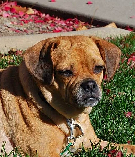 Dakota is registered to the contest to win money with this photo: ancient_dog_breeds, canidae, carnivore, collar, companion_dog, dog, dog_breed, dog_collar, fawn, grass, guard_dog, liver, molosser, plant, snout, sporting_group, whiskers, working_animal, working_dog, wrinkle