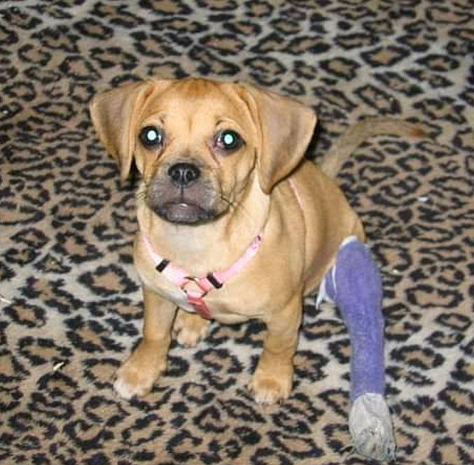 Dakota joined the competition — help win amazing prizes! canidae, carnivore, companion_dog, dog, dog_breed, dog_collar, dog_supply, fawn, flooring, fur, paw, pet_supply, puggle, snout, sporting_group, toy_dog, whiskers, wood, working_dog, wrinkle