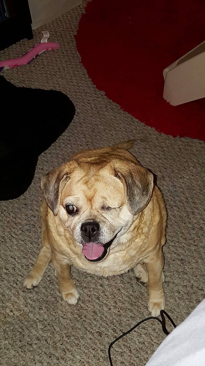 Dakota joined the competition — help win amazing prizes! canidae, carnivore, chair, companion_dog, dog, dog_breed, dog_collar, fawn, floor, flooring, foot, fur, non_sporting_group, paw, snout, sporting_group, toy_dog, whiskers, working_dog, wrinkle