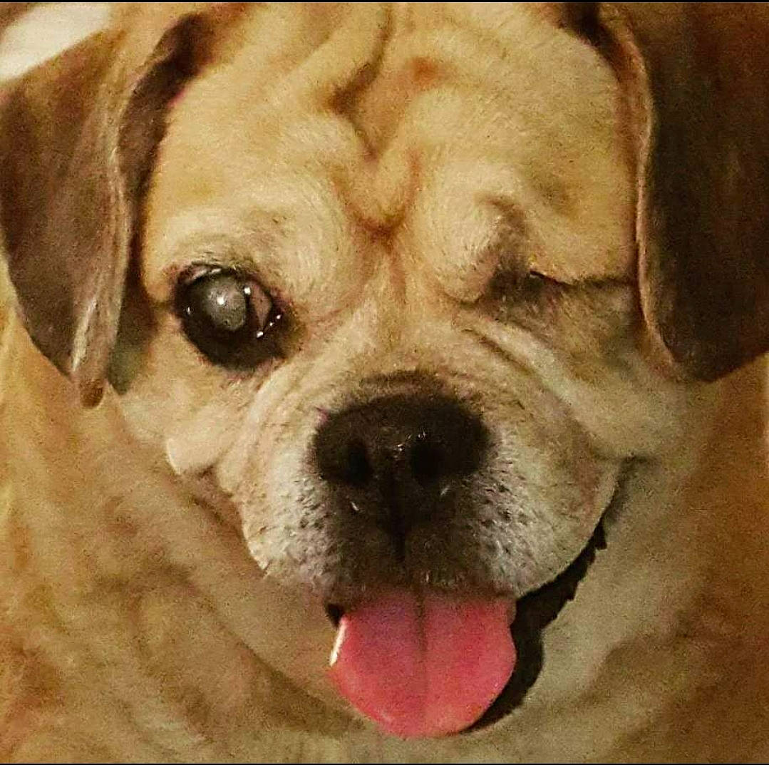 Dakota is registered to the contest to win money with this photo: canidae, carnivore, companion_dog, dog, dog_breed, dog_collar, fawn, fur, happy, ori_pei, paw, pug, puppy_love, snout, sporting_group, terrestrial_animal, toy_dog, whiskers, working_animal, wrinkle