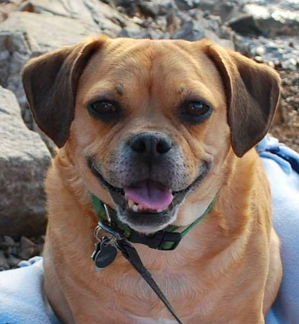Dakota joined the competition — help win amazing prizes! ancient_dog_breeds, canidae, carnivore, collar, companion_dog, dog, dog_breed, dog_collar, fawn, guard_dog, hunting_dog, puggle, snout, sporting_group, whiskers, working_animal, working_dog, wrinkle