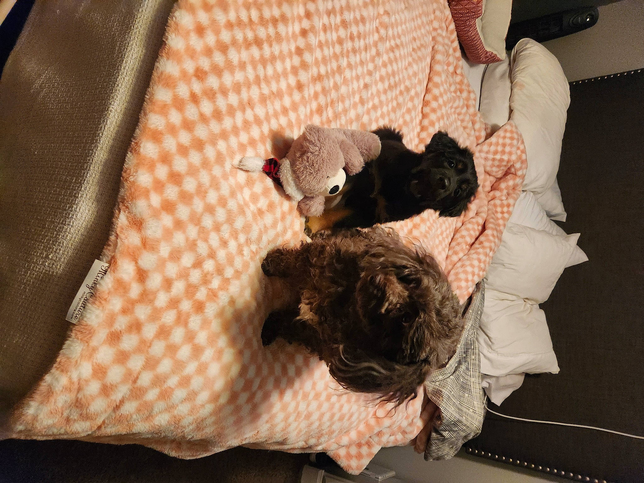 Griz is registered to the contest to win money with this photo: bag, bed_sheet, bedding, canidae, comfort, companion_dog, dog_breed, fawn, felidae, flooring, fur, linens, pattern, room, small_to_medium_sized_cats, sporting_group, textile, toy, whiskers, wood