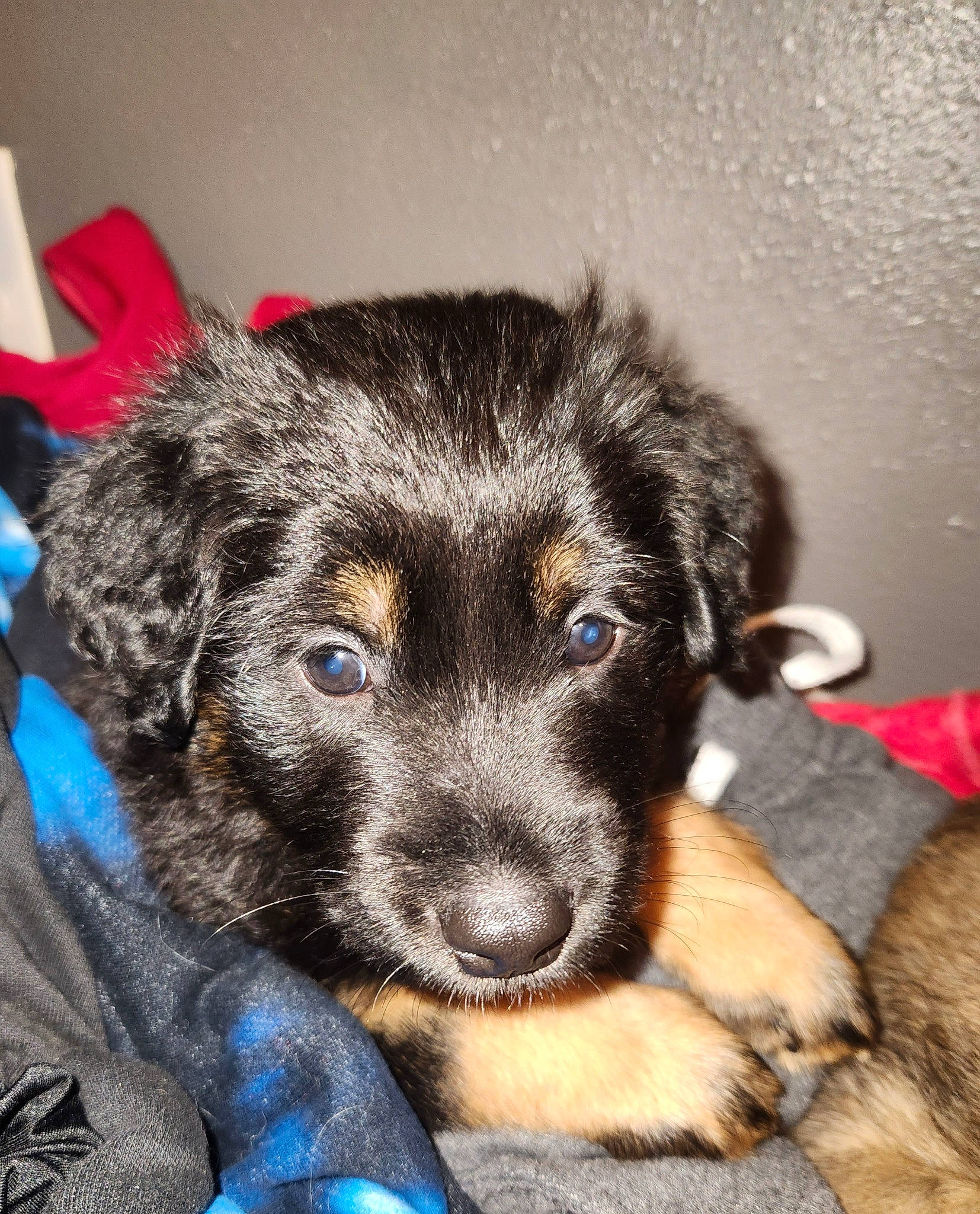 Griz joined the competition — help win amazing prizes! borador, canidae, carnivore, companion_dog, dog, dog_breed, ear, electric_blue, fur, iris, paw, puppy, snout, sporting_group, street_dog, terrestrial_animal, toy_dog, whiskers, working_animal, working_dog