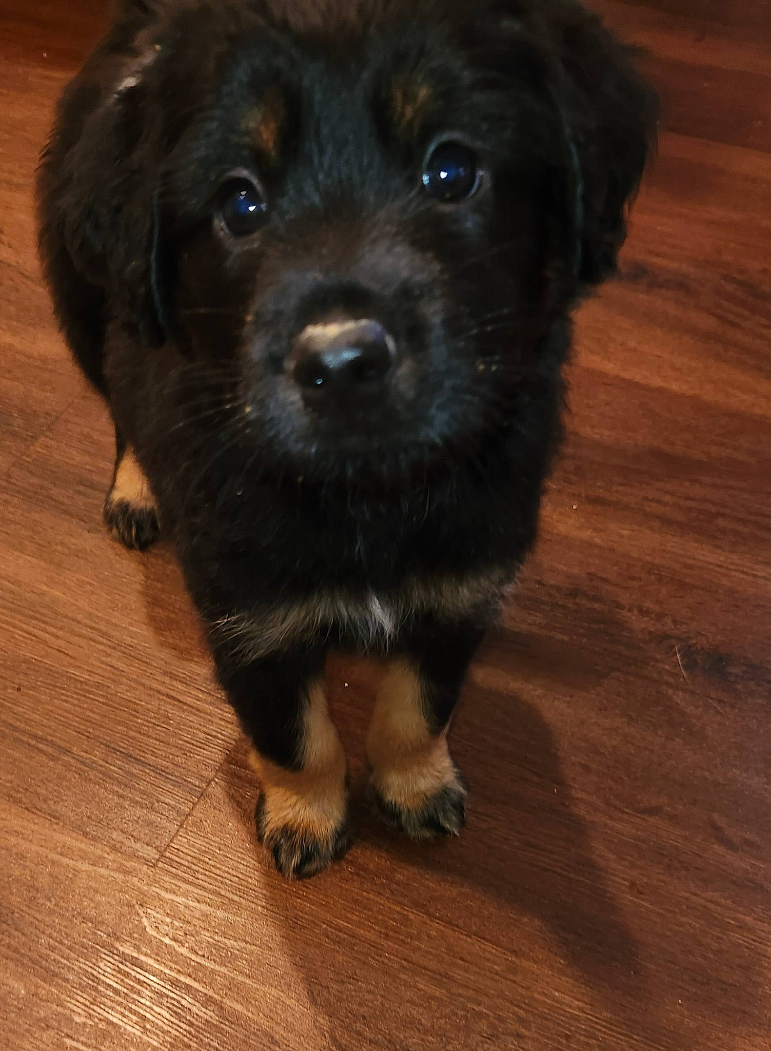 Griz is registered to the contest to win money with this photo: borador, canidae, carnivore, companion_dog, dog, dog_breed, flooring, fur, hardwood, liver, plank, snout, sporting_group, terrestrial_animal, varnish, whiskers, wood, wood_stain, working_animal