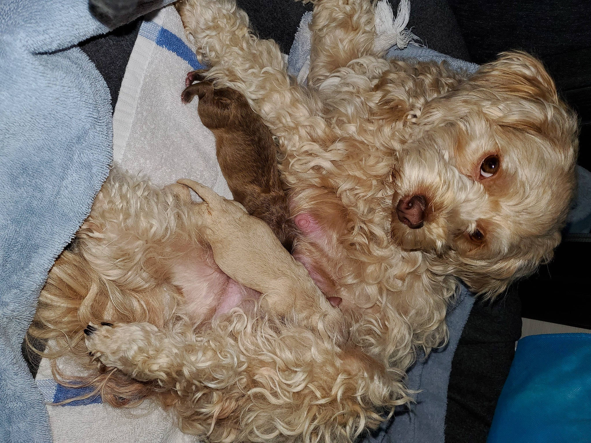 Abbie joined the competition — help win amazing prizes! canidae, carnivore, companion_dog, dog, dog_breed, dog_supply, fawn, fur, labradoodle, liver, maltepoo, natural_material, poodle_crossbreed, small_terrier, sporting_group, terrier, toy_dog, water_dog, working_animal, yorkipoo