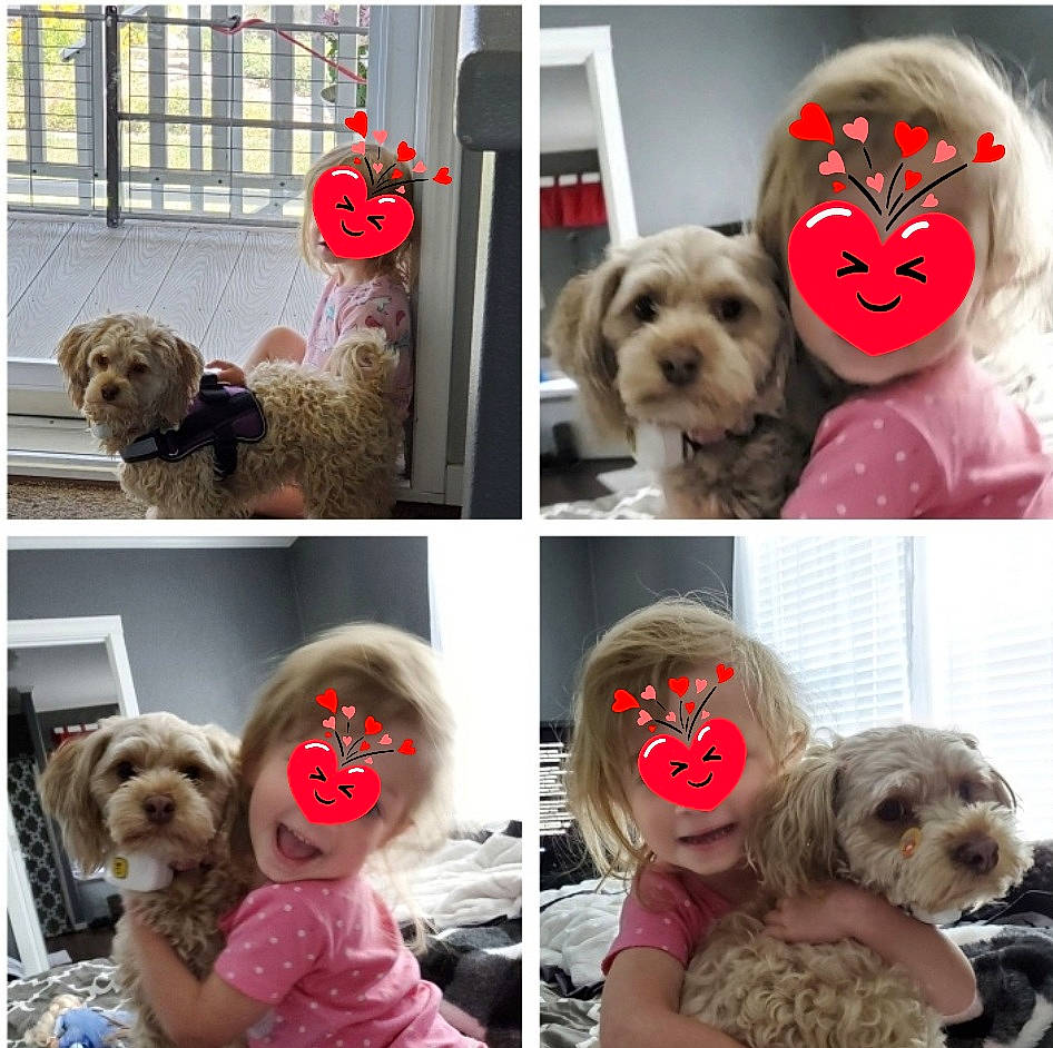 Abbie is registered to the contest to win money with this photo: art, canidae, carnivore, collage, collar, companion_dog, dog, dog_breed, dog_collar, dog_supply, fawn, fur, liver, pet_supply, pink, snapshot, snout, sporting_group, toy_dog, working_animal