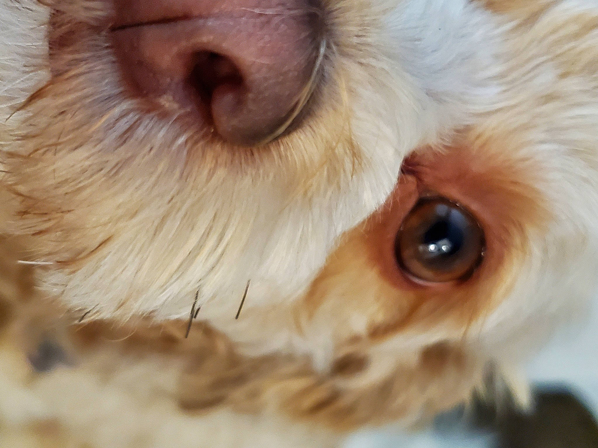 Abbie joined the competition — help win amazing prizes! canidae, carnivore, close_up, companion_dog, dog, dog_breed, ear, eye, eyelash, fawn, felidae, fur, iris, nose, skin, small_to_medium_sized_cats, snout, toy, toy_dog, whiskers