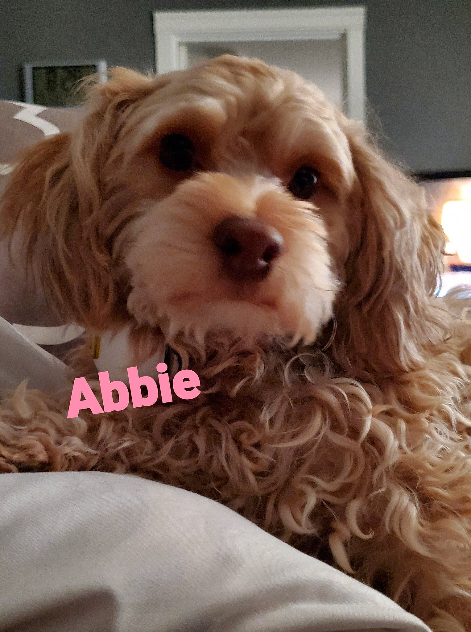 Abbie joined the competition — help win amazing prizes! canidae, carnivore, companion_dog, dog, dog_breed, dog_supply, fawn, fur, labradoodle, liver, maltepoo, non_sporting_group, picture_frame, puppy, small_terrier, snout, sporting_group, toy_dog, working_animal, yorkipoo