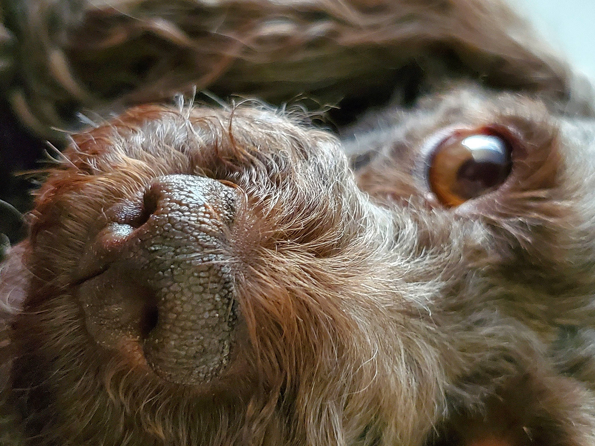 Gidget joined the competition — help win amazing prizes! canidae, claw, close_up, companion_dog, dog_breed, eyelash, fawn, fur, liver, macro_photography, paw, primate, snout, sporting_group, terrestrial_animal, three_toed_sloth, whiskers, wildlife, working_animal