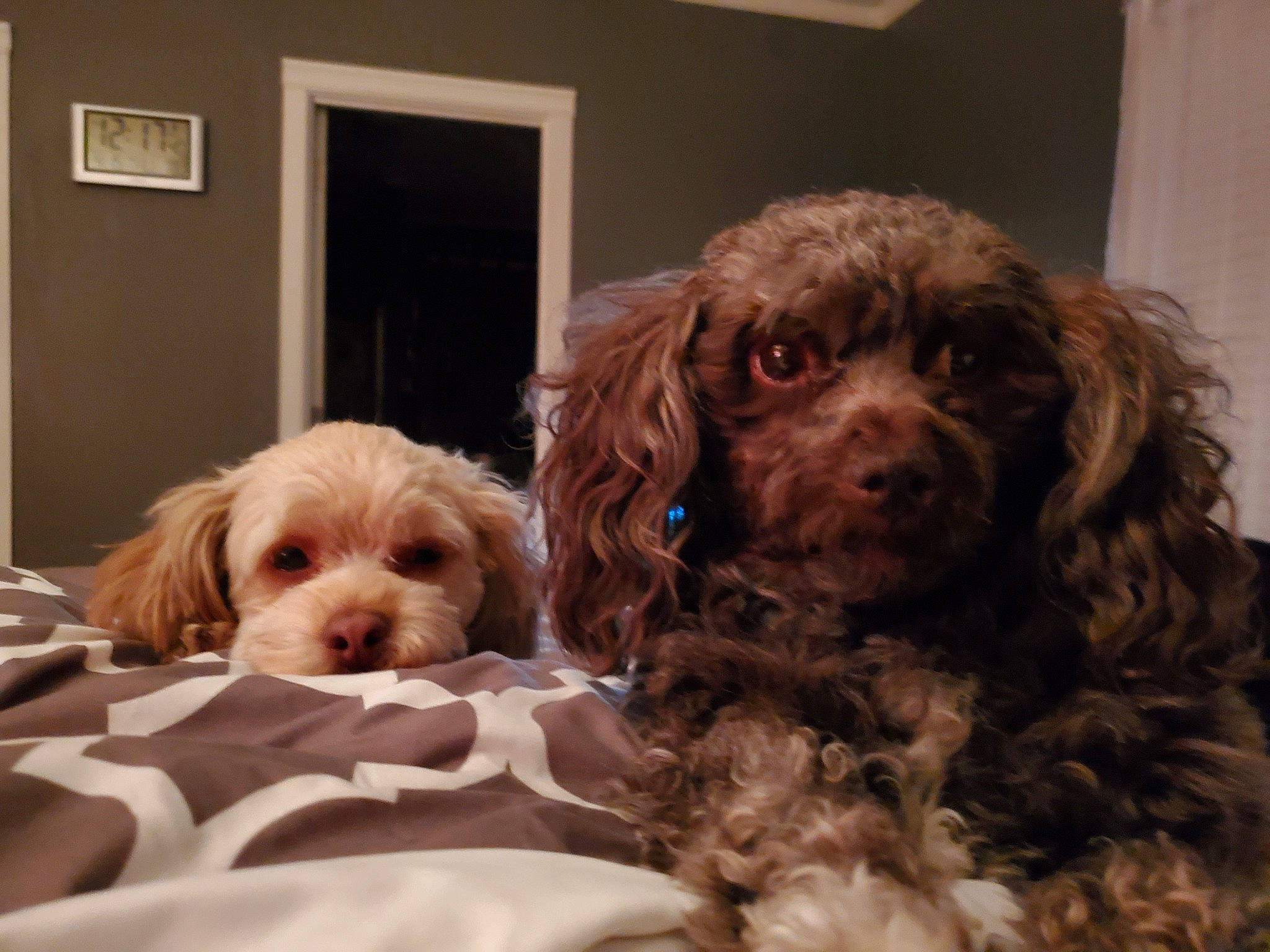 Gidget joined the competition — help win amazing prizes! canidae, carnivore, companion_dog, dog, dog_breed, door, fur, labradoodle, liver, picture_frame, poodle_crossbreed, puppy, puppy_love, small_terrier, snout, spaniel, sporting_group, toy_dog, water_dog, working_animal