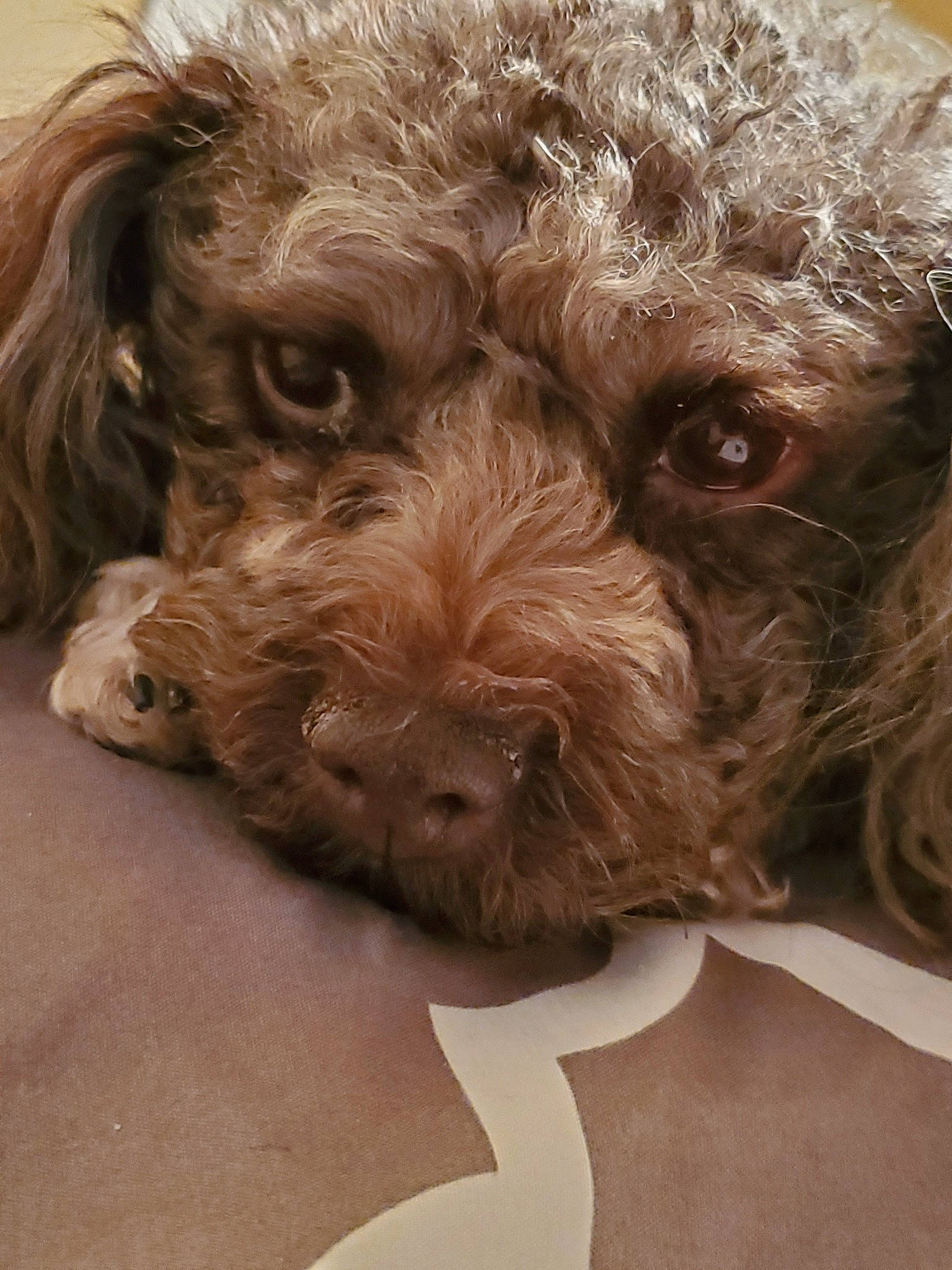 Gidget is registered to the contest to win money with this photo: canidae, carnivore, companion_dog, dog, dog_breed, dog_collar, fur, labradoodle, liver, maltepoo, non_sporting_group, poodle, poodle_crossbreed, puppy, snout, sporting_group, terrier, toy_dog, water_dog, working_animal