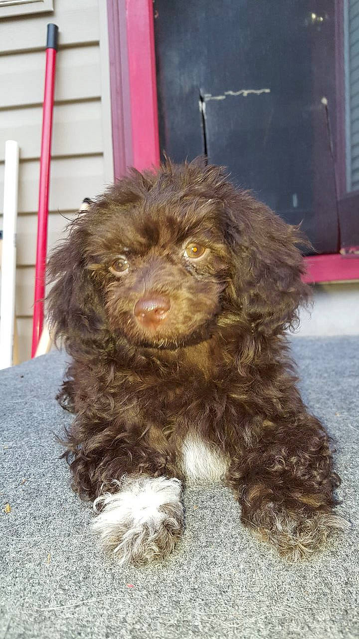 Gidget is registered to the contest to win money with this photo: canidae, carnivore, companion_dog, dog, dog_breed, fur, labradoodle, liver, maltepoo, poodle_crossbreed, puppy, small_terrier, spaniel, sporting_group, terrestrial_animal, terrier, toy_dog, water_dog, working_animal, yorkipoo