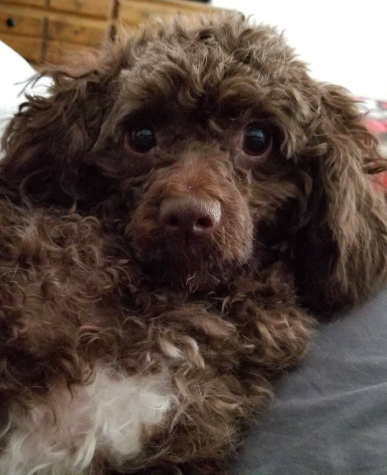 Gidget is registered to the contest to win money with this photo: canidae, carnivore, companion_dog, dog, dog_breed, dog_collar, ear, fur, liver, maltepoo, non_sporting_group, snout, sporting_group, toy_dog, water_dog, working_animal