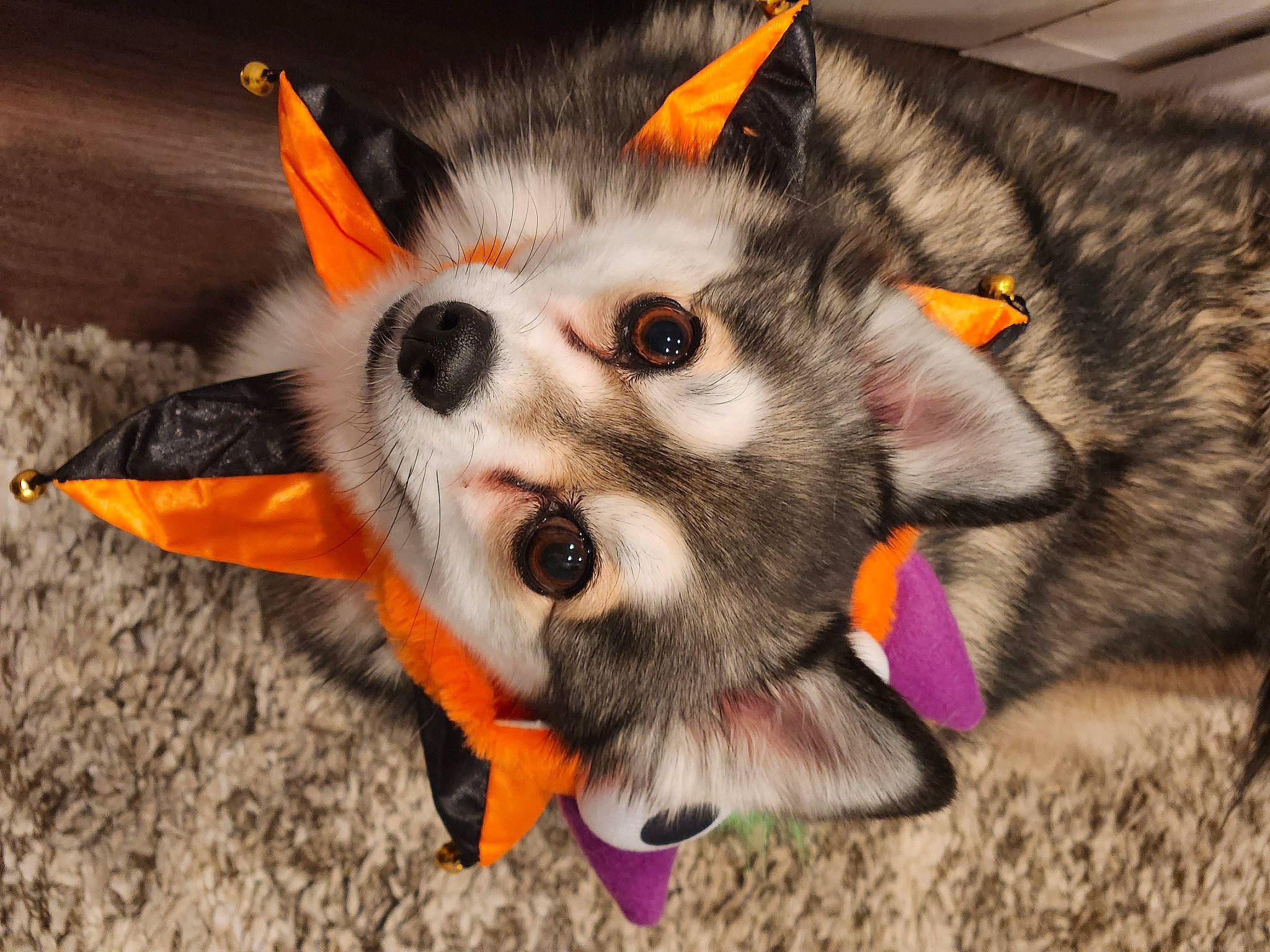 Faith joined the competition — help win amazing prizes! canidae, carmine, carnivore, companion_dog, dog_breed, dog_clothes, dog_supply, fang, fashion_accessory, fawn, felidae, fur, herding_dog, non_sporting_group, paw, snout, soil, sporting_group, whiskers