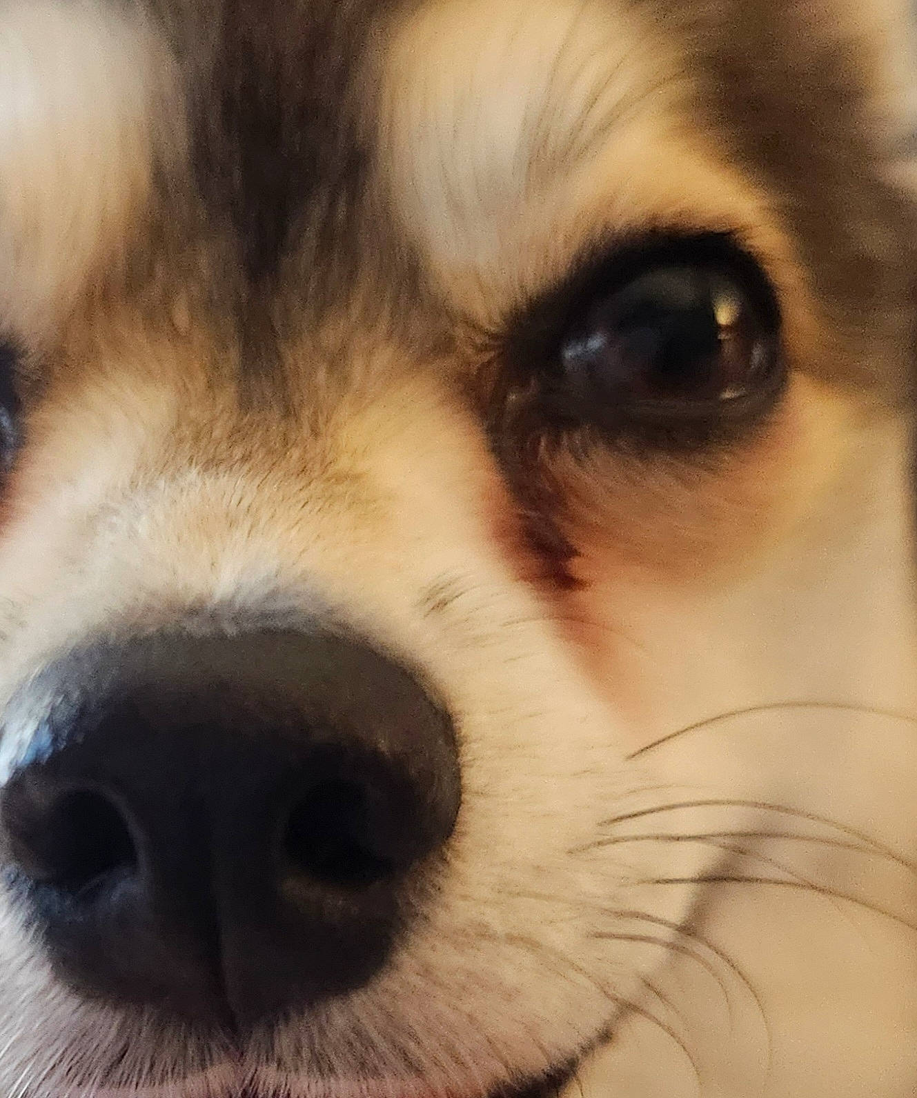 Faith joined the competition — help win amazing prizes! canidae, carnivore, close_up, companion_dog, dog, dog_breed, ear, eye, eyelash, felidae, fur, iris, nose, paw, small_to_medium_sized_cats, snout, sporting_group, toy_dog, whiskers