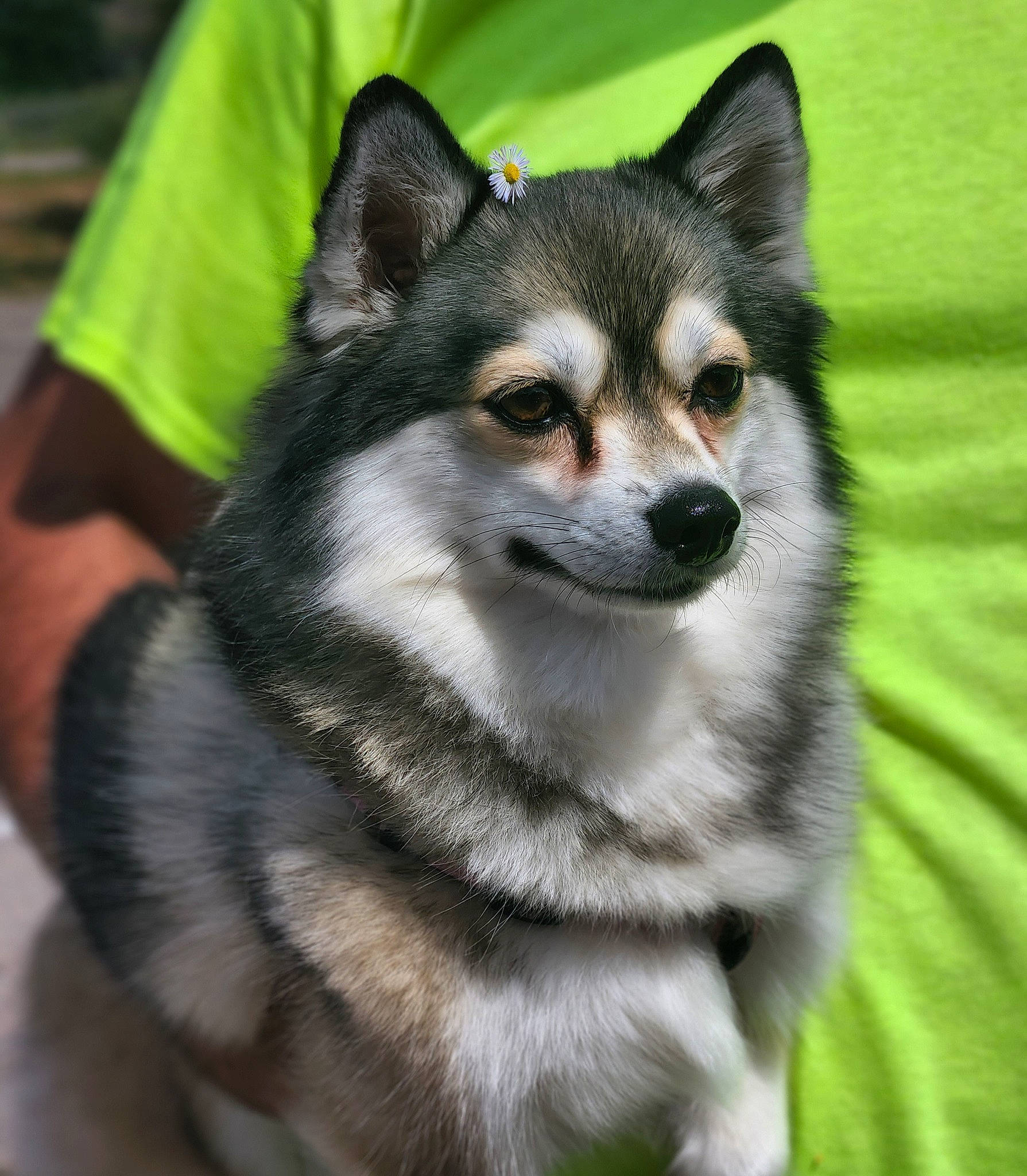 Faith joined the competition — help win amazing prizes! ancient_dog_breeds, art, canidae, carnivore, companion_dog, dog, dog_breed, eye, fur, grass, sled_dog, snout, sporting_group, sports_equipment, terrestrial_animal, whiskers, wildlife, working_animal, working_dog