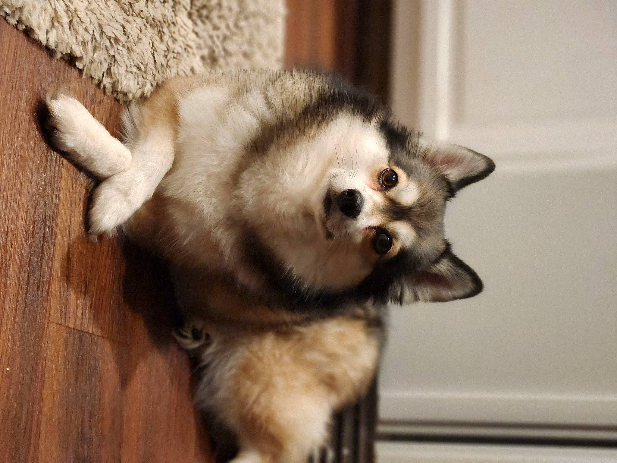 Faith joined the competition — help win amazing prizes! biting, carnivore, companion_dog, dog, dog_breed, fawn, fur, hardwood, non_sporting_group, snout, tail, terrestrial_animal, toy_dog, whiskers, wood, working_animal