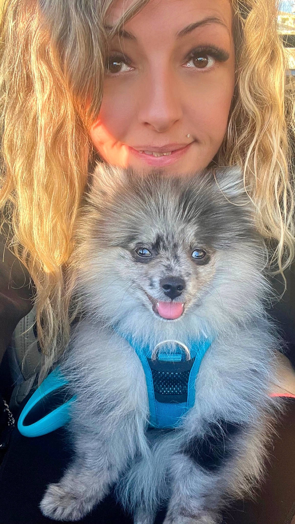 Tiger participe au concours pour gagner de l'argent avec cette photo : canidae, carnivore, companion_dog, dog, dog_breed, dog_supply, ear, electric_blue, fawn, fur, german_spitz, german_spitz_mittel, happy, iris, organ, smile, snout, toy_dog, vertebrate, whiskers