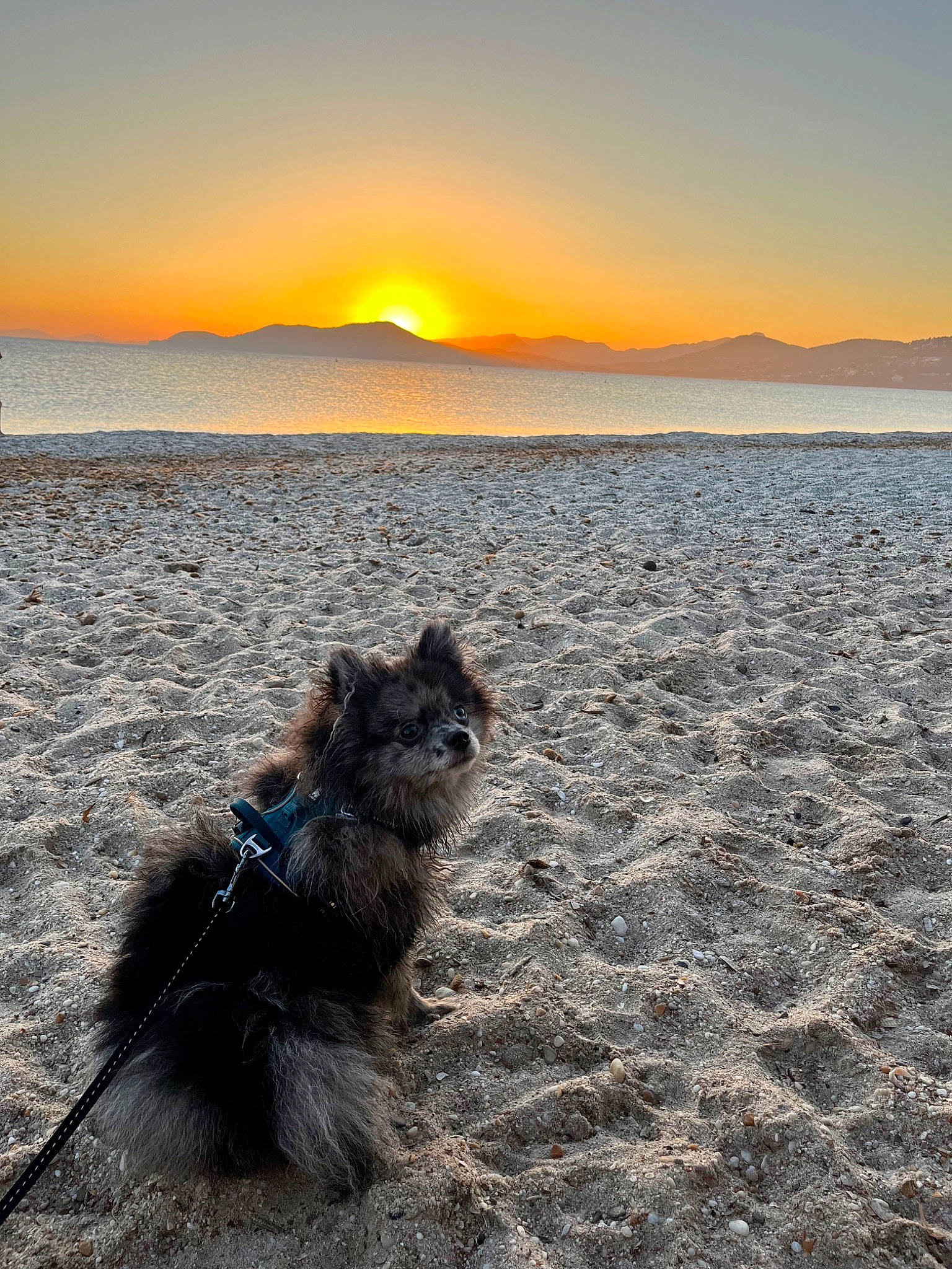 Tiger a rejoint le concours — aidez-le/la à gagner de superbes lots ! afterglow, asphalt, beach, calm, carnivore, dog, dog_breed, dusk, felidae, grass, horizon, landscape, shore, sky, sporting_group, summer, sunrise, sunset, tail, wind_wave