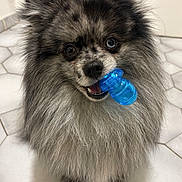 Tiger a rejoint le concours — aidez-le/la à gagner de superbes lots ! dog, pomernian, toy, blue, heterochromia, floor, tile, pet, fluffy, cute, animal, indoor, looking_up, mouth, playful, fur, small_dog, companion, canine, adorable